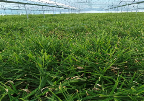 开州区白桥镇唐帅华书记率队调研华桥(重庆）智慧农业科技公司(图2)